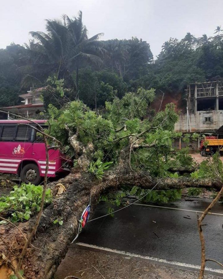 അടിമാലിയിൽ സ്വകാര്യബസിന് മുകളിലേക്ക് മരം കടപുഴകി വീണു